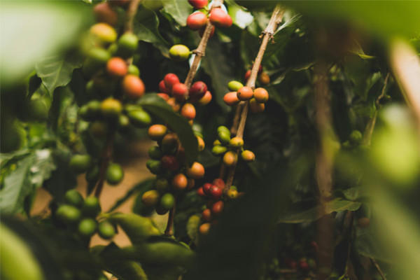 ¿Cuáles son la diferencias entre café arábica y robusta?